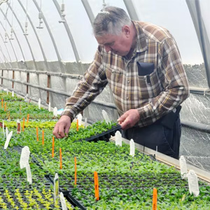 Older gentleman wearing a checkered shirt tends to plants in a greenhouse