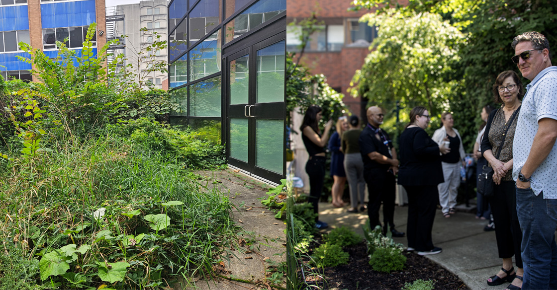 Before and after of the garden