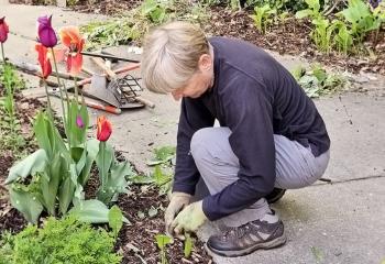 Volunteer gardens 